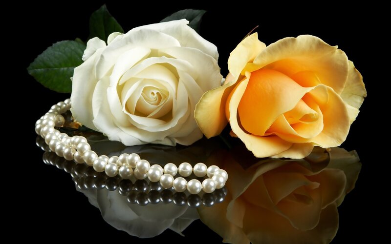 White and Yellow Roses — Black, Dramatic, Photograph