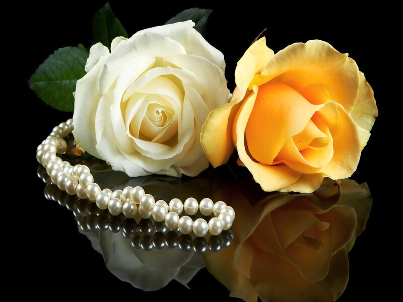 White and Yellow Roses — Dramatic
