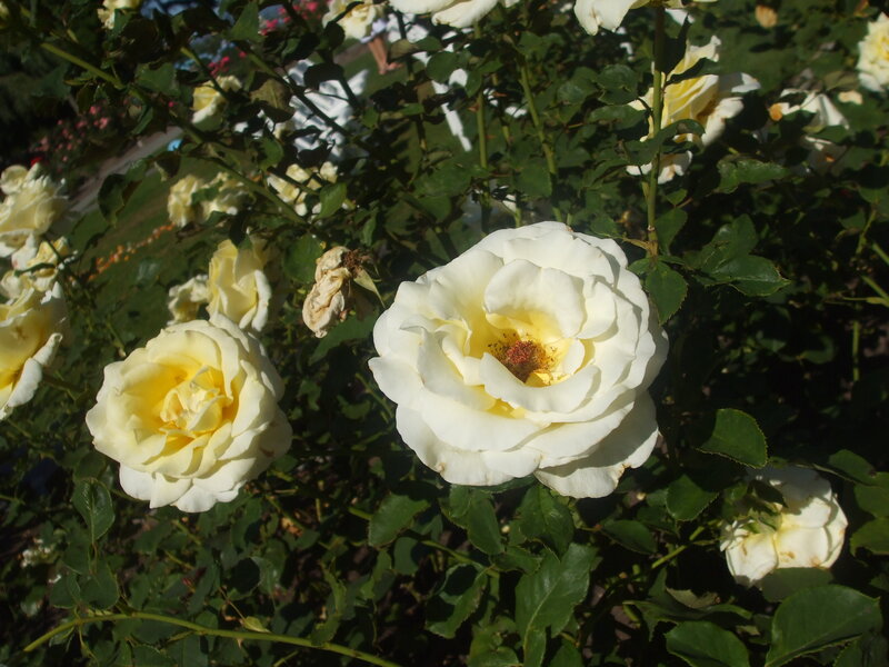White and yellow roses in garden
