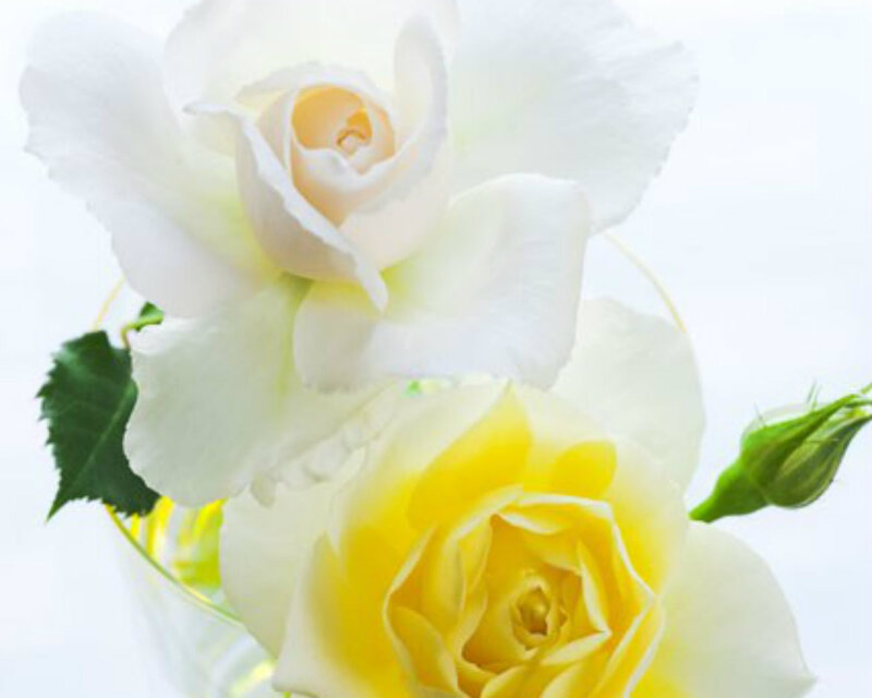 White and Yellow Roses — Serene, Photograph, Green Leaf