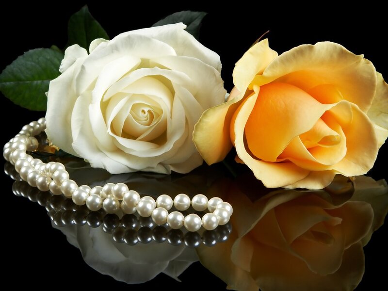 White and Yellow Roses — Serene, Photograph