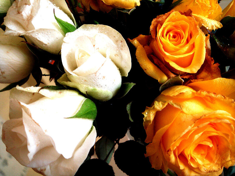 White and Yellow Roses