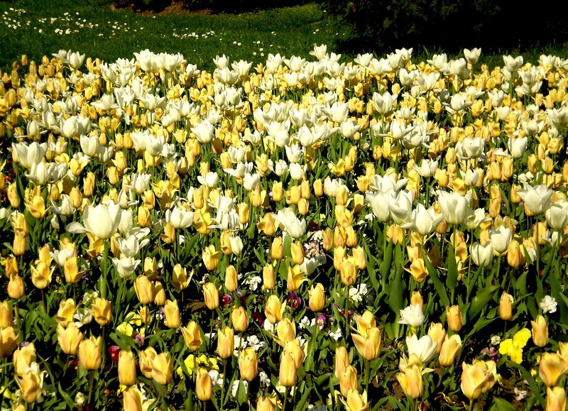 White and yellow tulip field