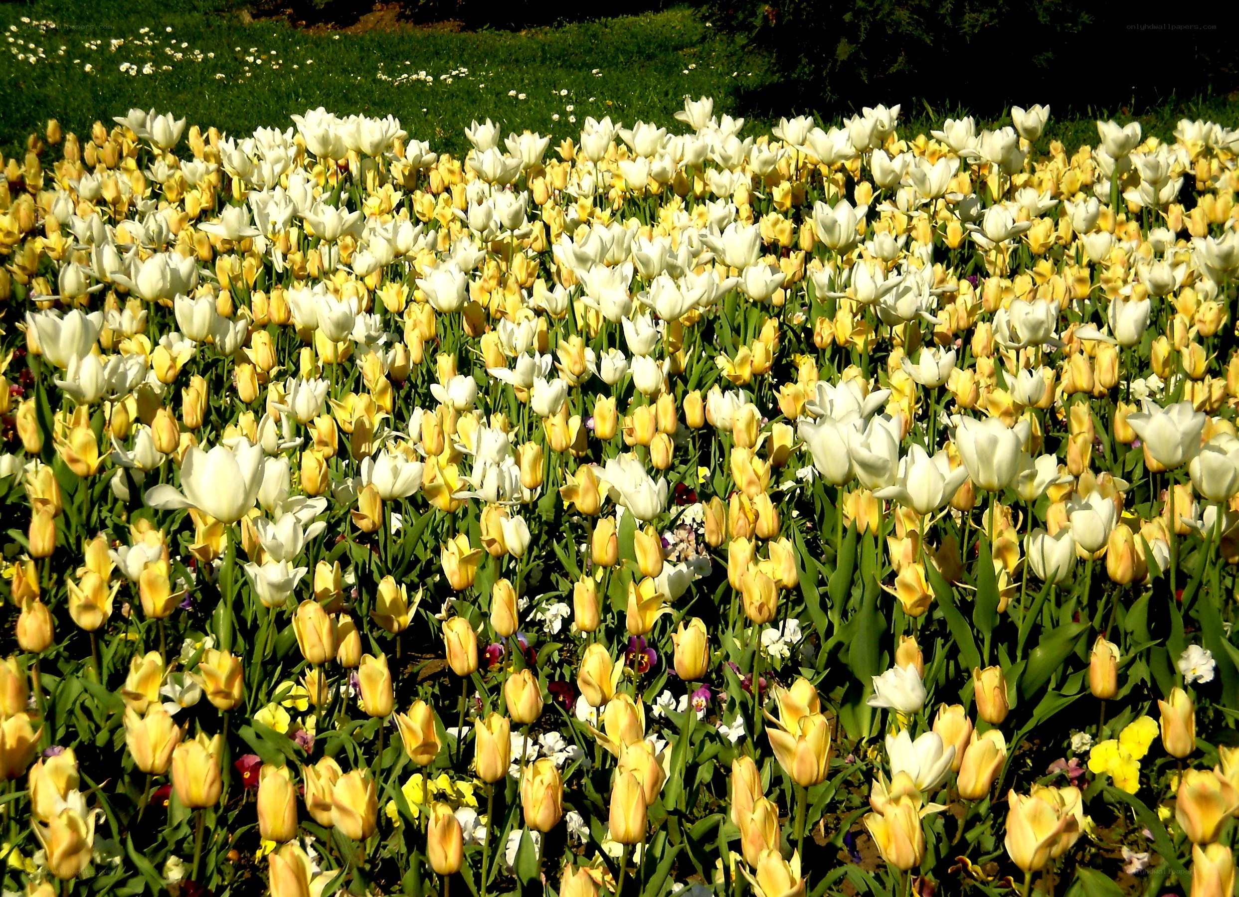 White and yellow tulip field