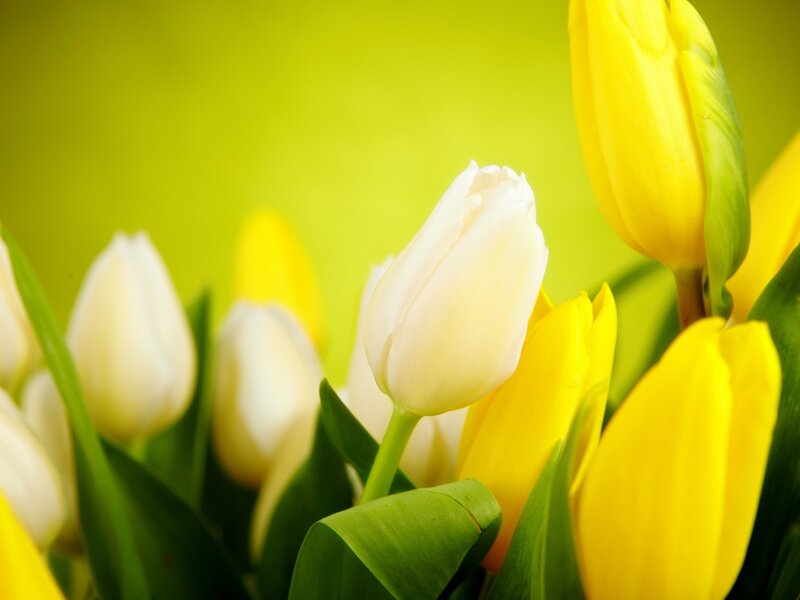 White and Yellow Tulips — Calm, Spring
