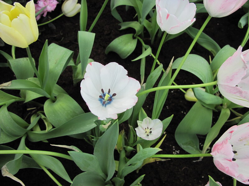 White and Yellow Tulips — Calm