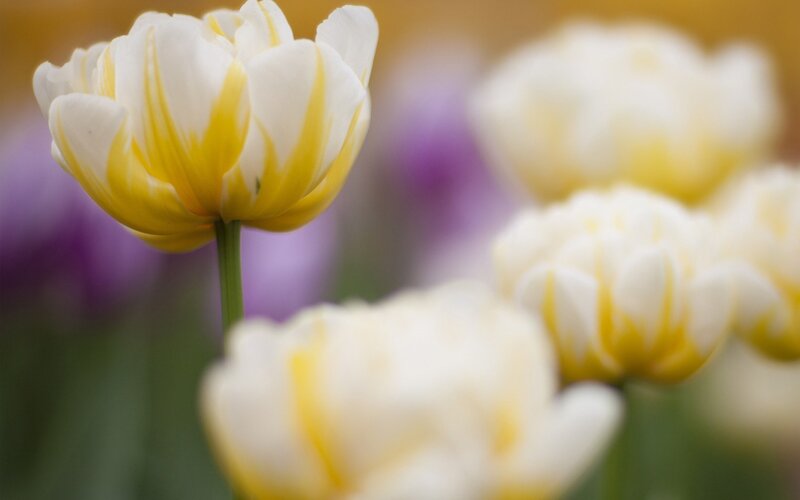 White and Yellow Tulips — Serene, Spring