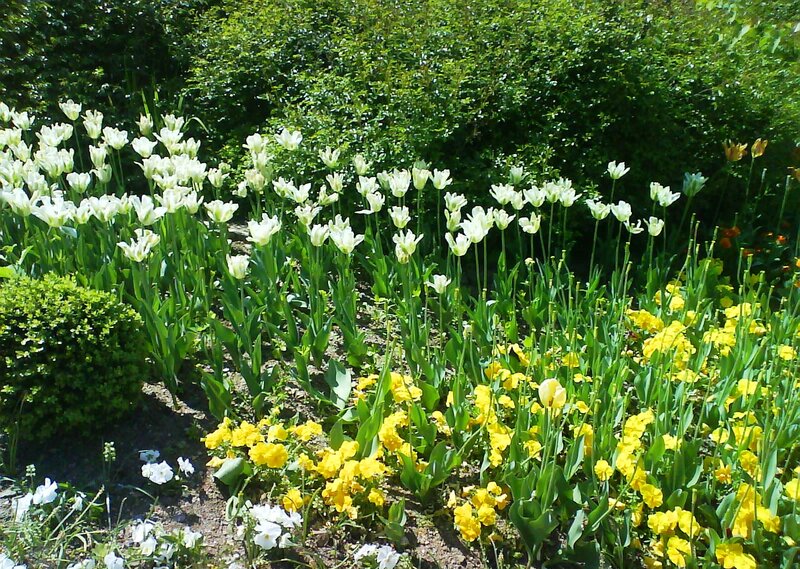 White and Yellow Tulips — Serene