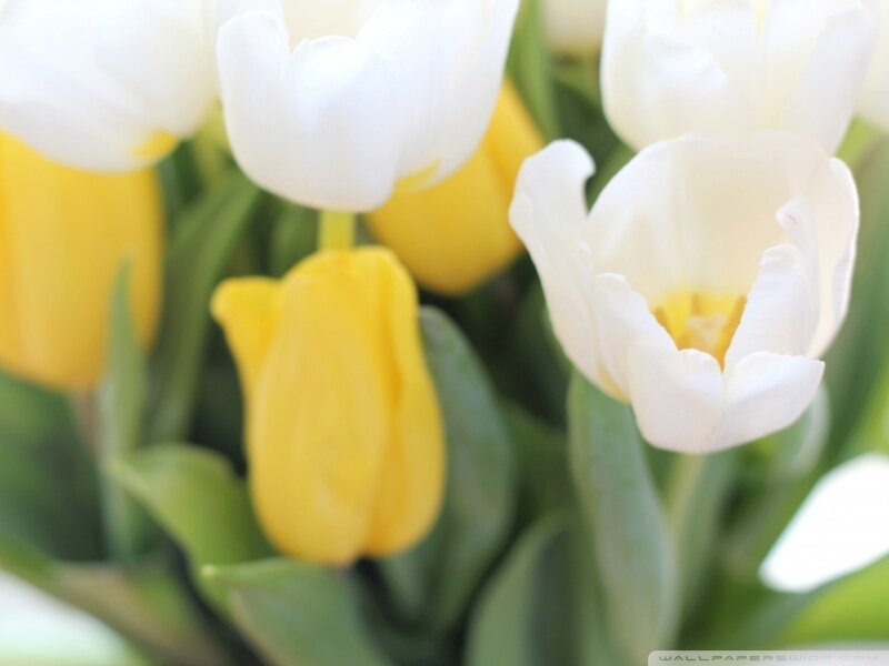 White and Yellow Tulips