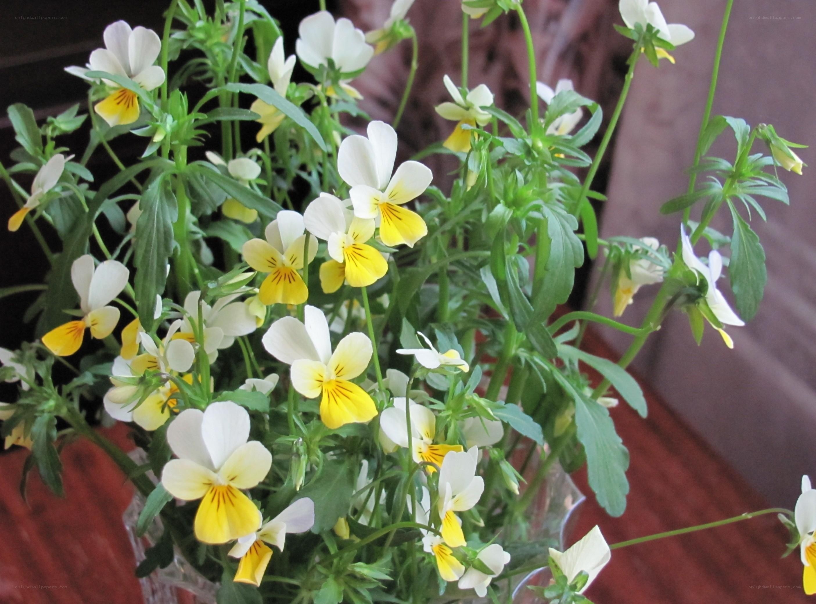 white and yellow violets in a vase