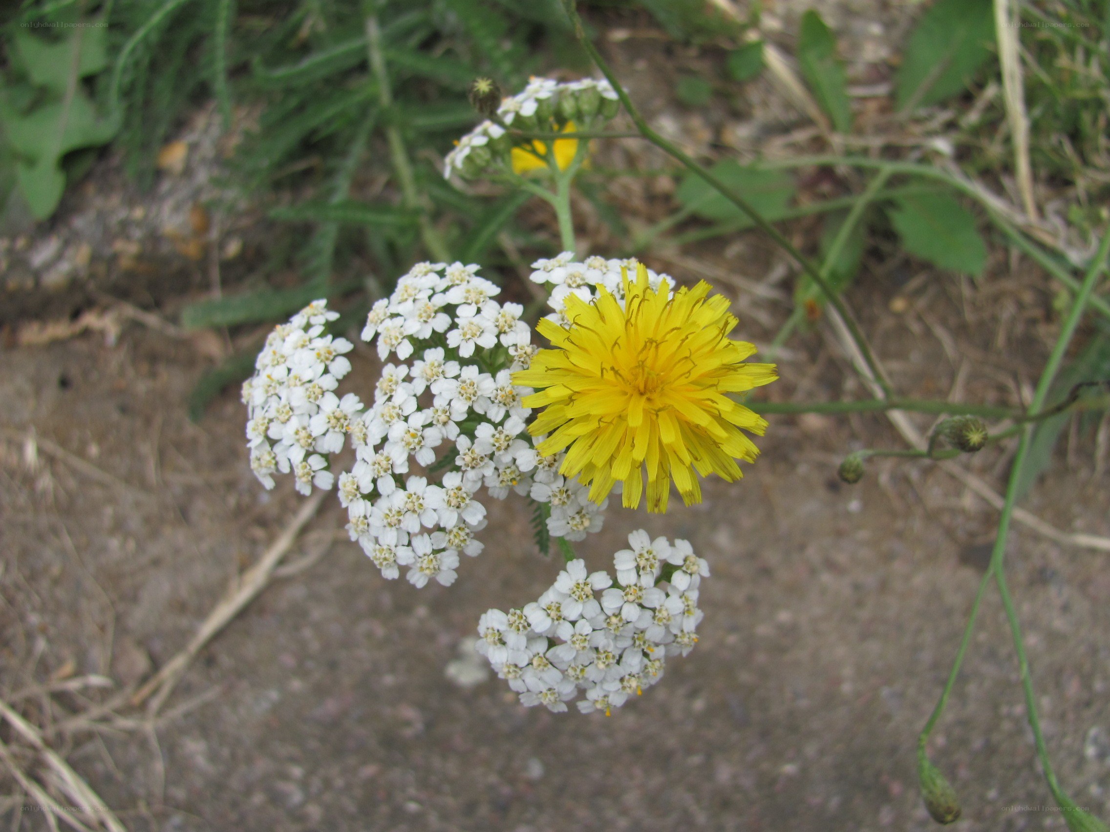 white and yellow wildflowers
