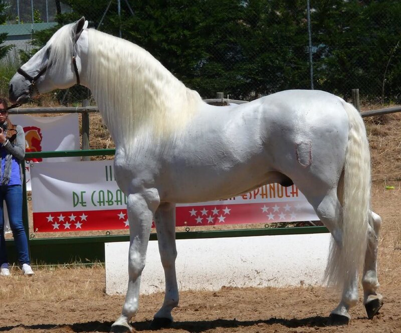White Andalusian horse at show