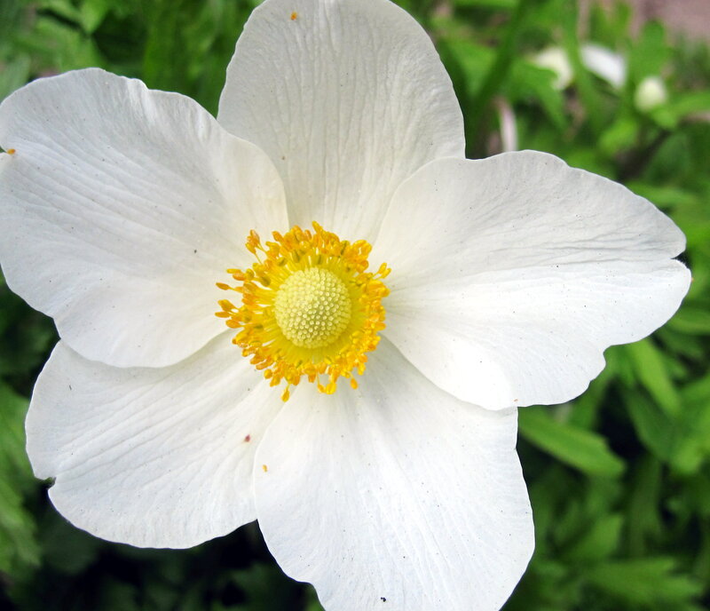 White Anemone Flower — Calm, Photograph