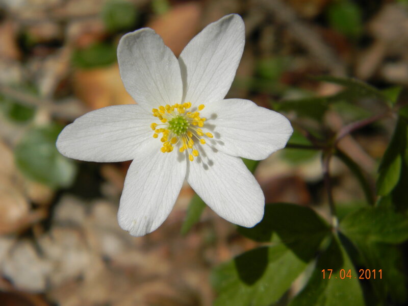 White Anemone Flower — Calm, Spring