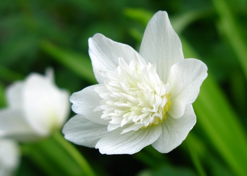 White Anemone Flower — Calm