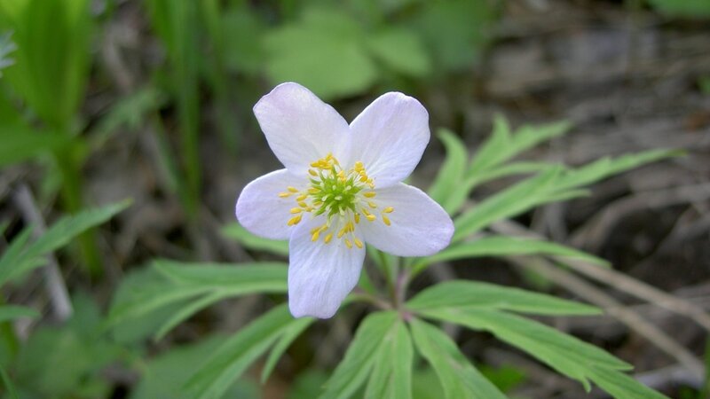 white anemone flower in forest