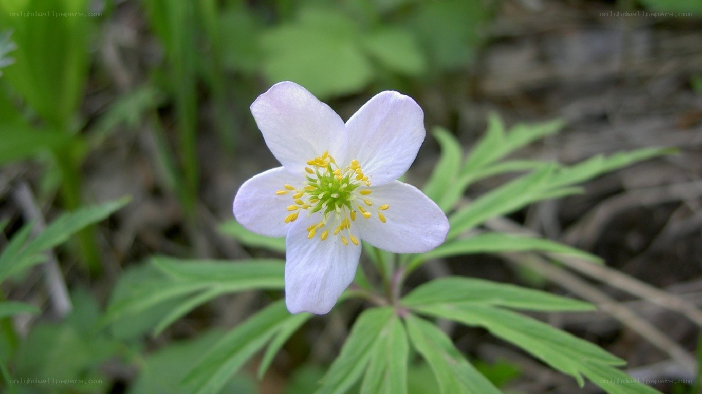 white anemone flower in forest