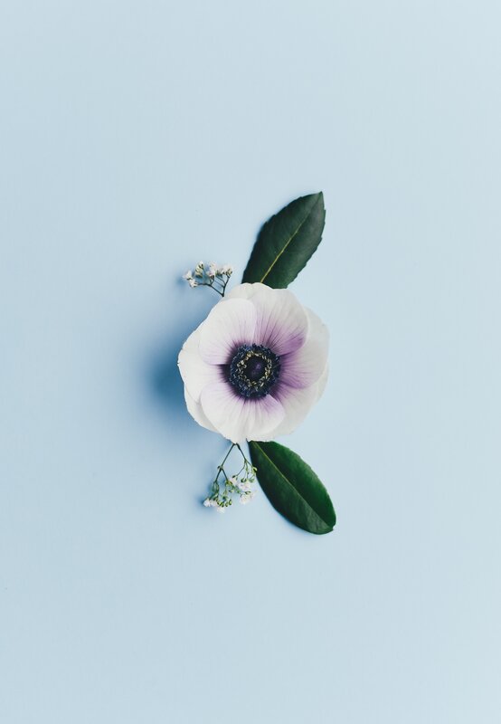 White Anemone Flower — Light Blue