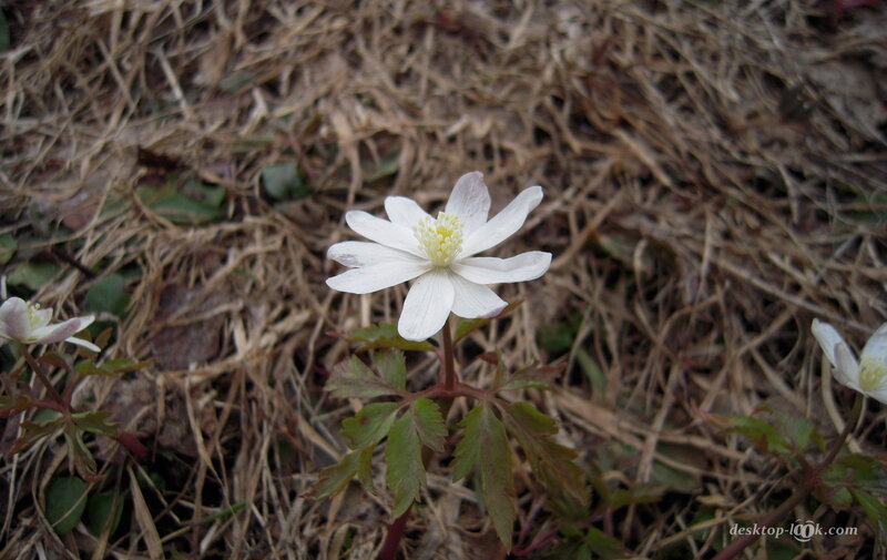 White Anemone Flower — Natural