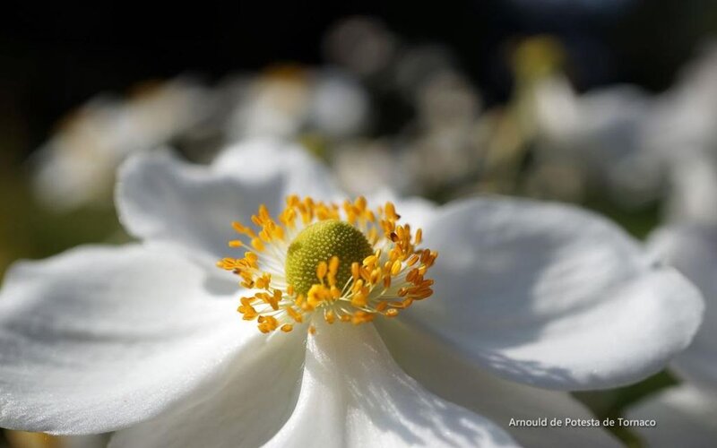 White Anemone Flower — Serene, Afternoon, Photograph