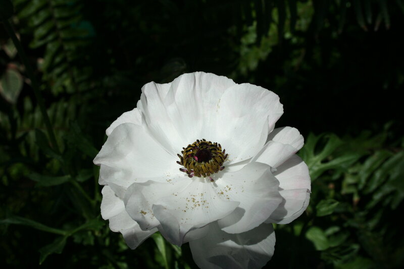 White Anemone Flower — Serene, Afternoon