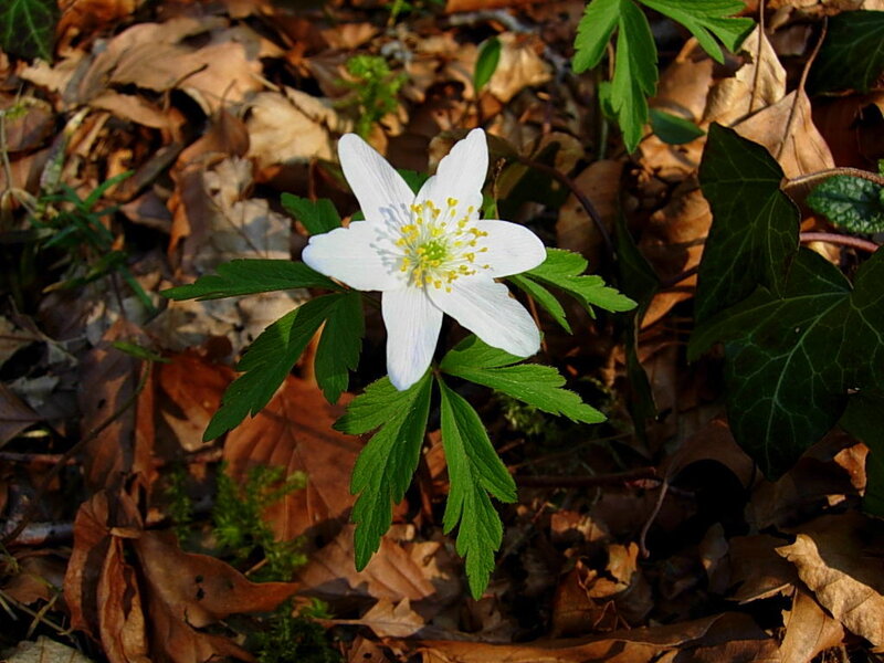 White Anemone Flower — Serene, Spring