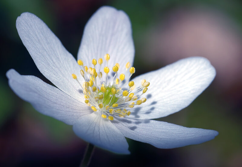 White Anemone Flower — Serene