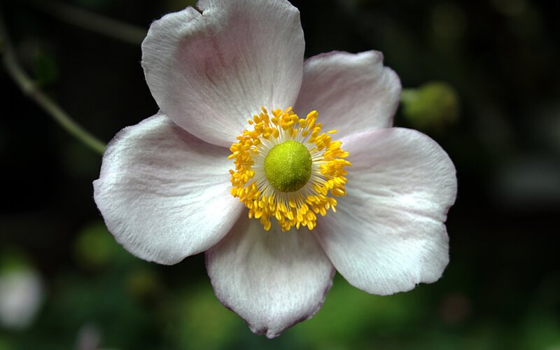 white anemone flower