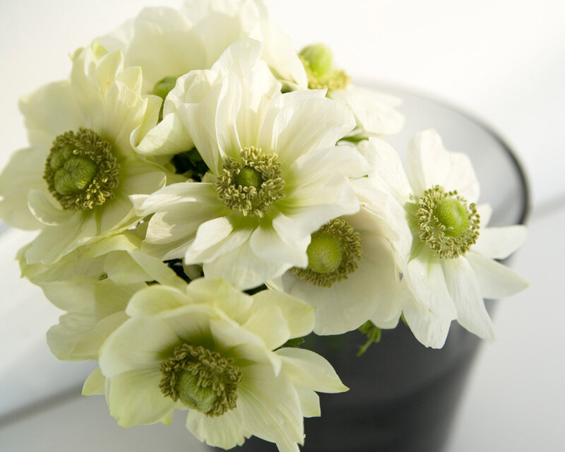 White Anemone Flowers — Calm, Photograph, Bloom