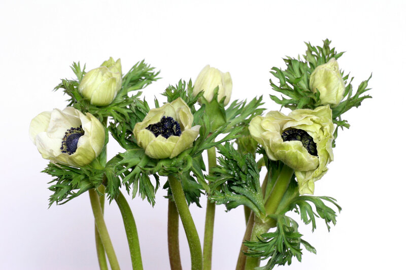 White Anemone Flowers — Calm, Photograph