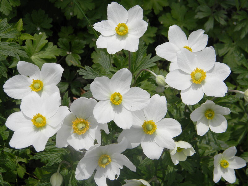 White Anemone Flowers — Calm, Spring