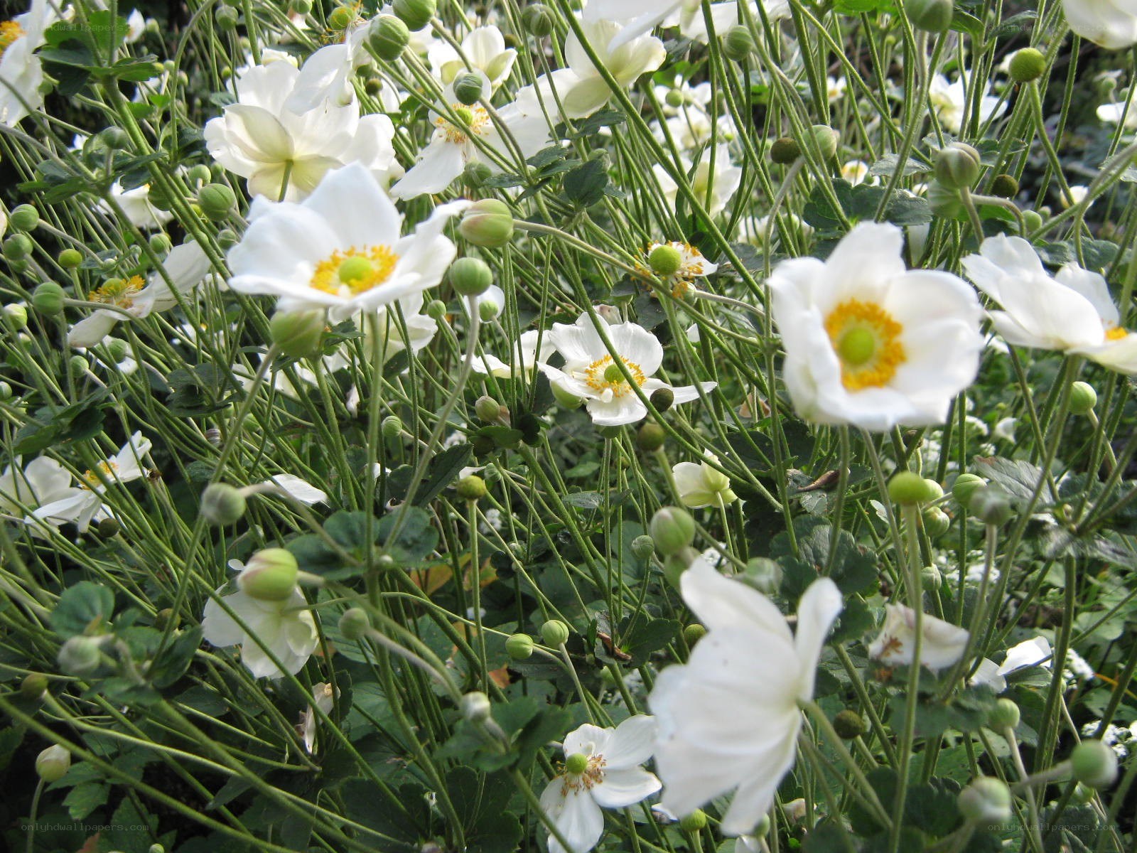 White anemone flowers in bloom