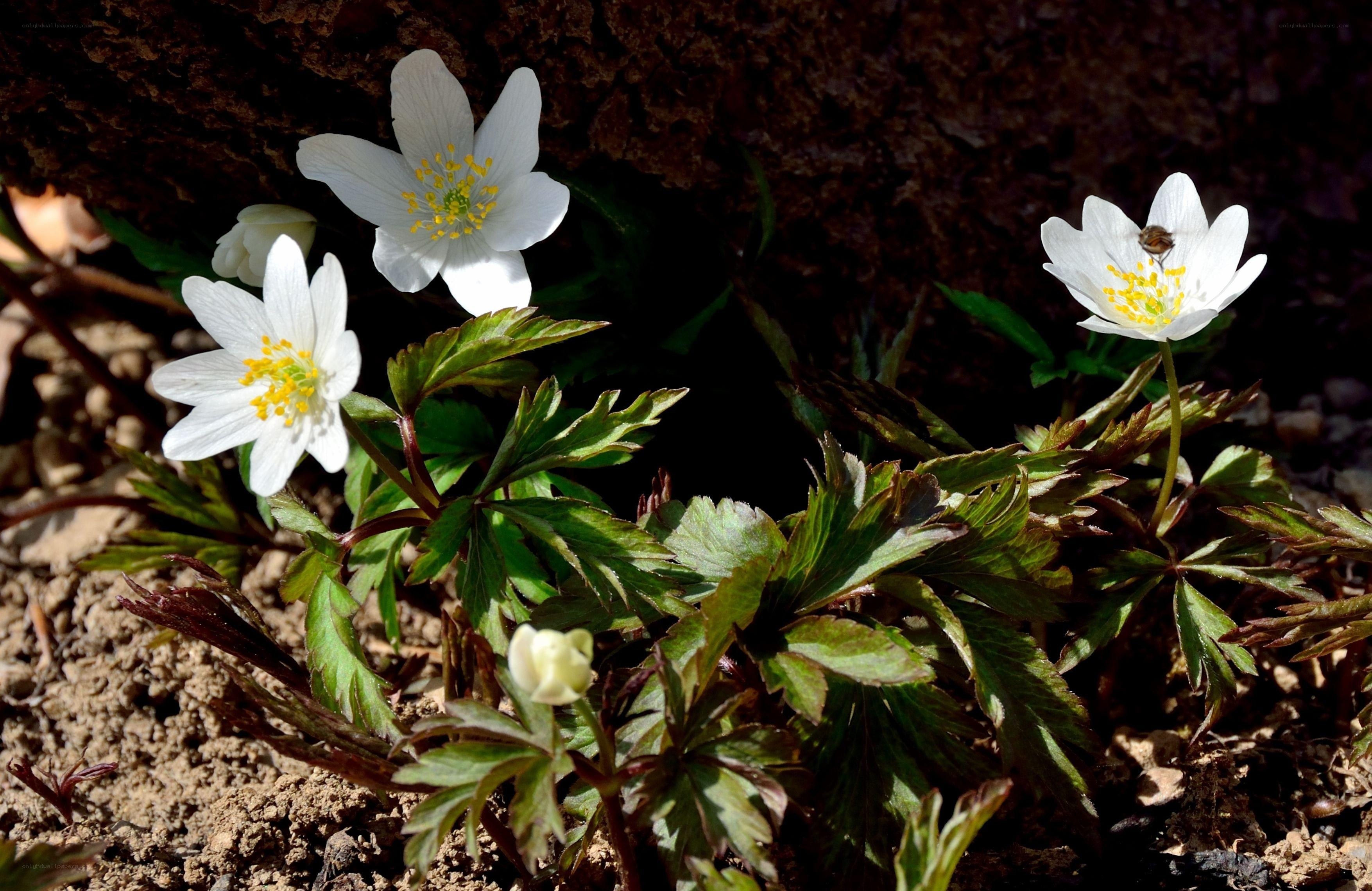 White anemone flowers in sunlight