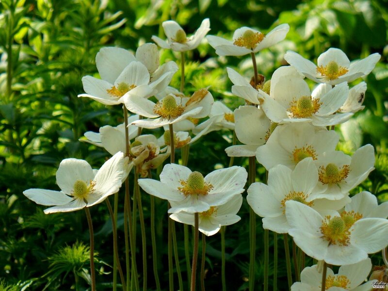 White Anemone Flowers — Serene, Afternoon