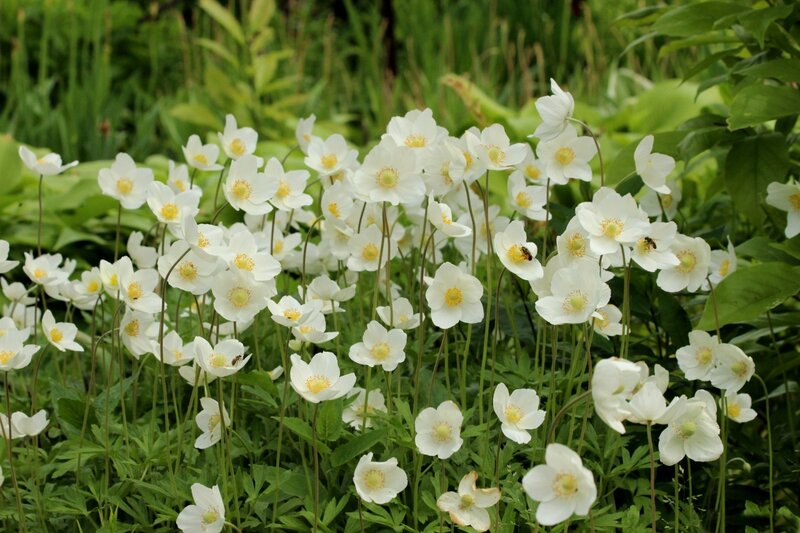 White Anemone Flowers — Serene, Spring, Photograph, Bee