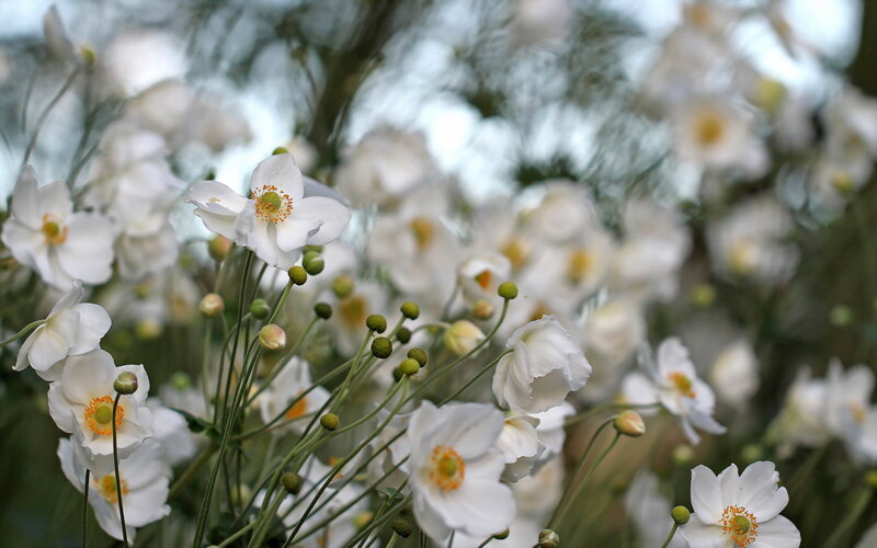 White Anemone Flowers — Serene, Spring, Photograph, Buds
