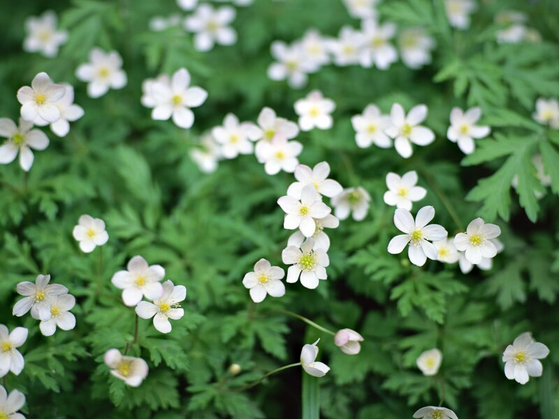 White Anemone Flowers — Serene, Spring, Photograph, Green Leaves, Buds