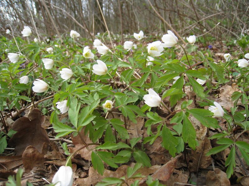 White Anemone Flowers — Serene, Spring, Photograph, Green Leaves, Dry Leaves