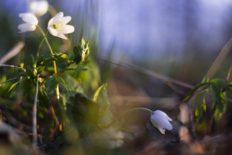White Anemone Flowers — Serene, Spring, Photograph, Green Leaves, Sunlight, Forest Floor