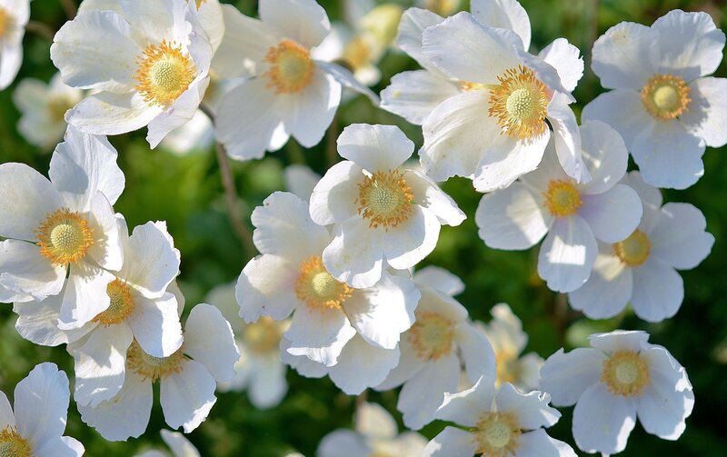 White Anemone Flowers — Serene, Spring, Photograph, Green Leaves, Sunlight
