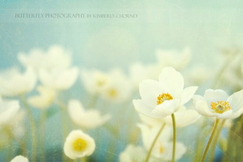 White Anemone Flowers — Serene, Spring, Photograph, Stems