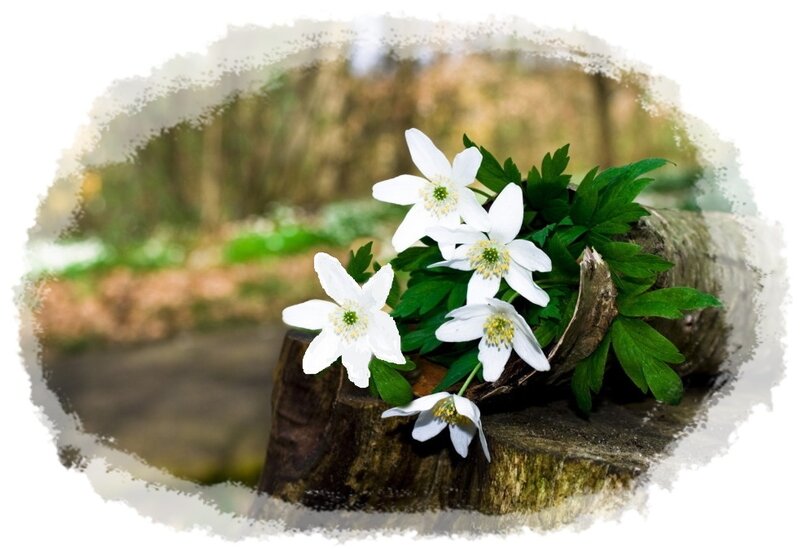 White Anemone Flowers — Serene, Spring, Photograph