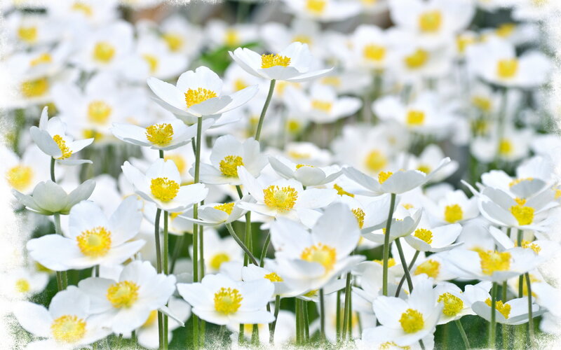 White Anemone Flowers — Serene, Spring, Photograph, Yellow Centers