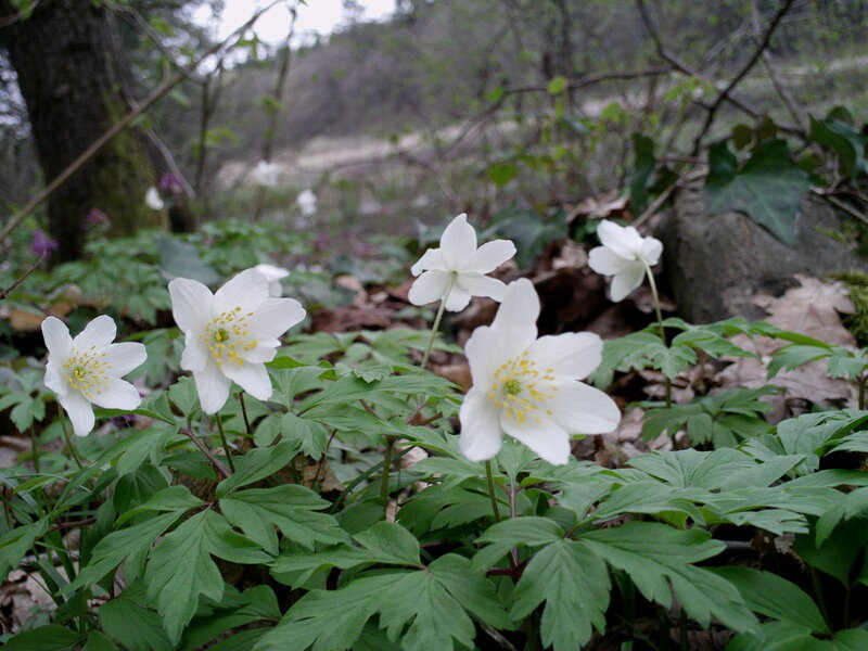 White Anemone Flowers — Serene, Spring