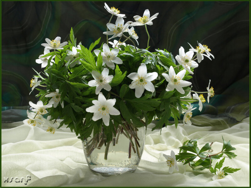 White Anemone Flowers — Serene