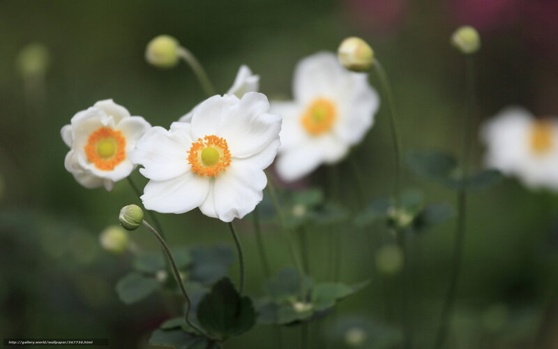 White Anemone Flowers