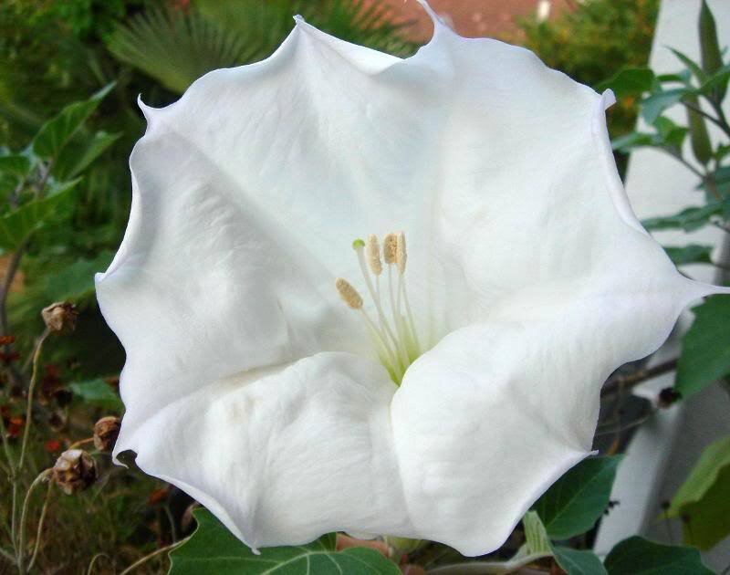 White Angel's Trumpet Flower — Calm
