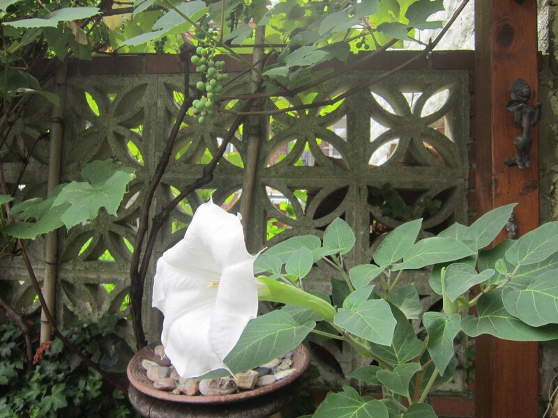 White Angel's Trumpet Flower — Green