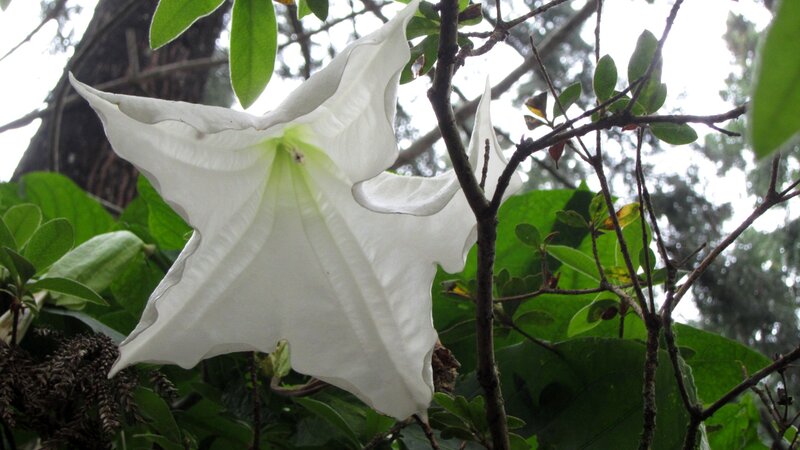 White Angel's Trumpet Flower — Natural