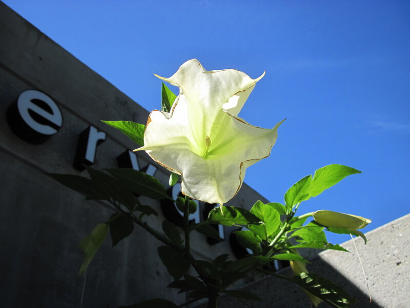 White Angel's Trumpet Flower — Serene